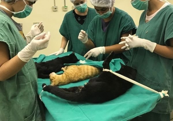 Médicos veterinários deverão ser incluídos na prioridade para vacinação, decide Justiça