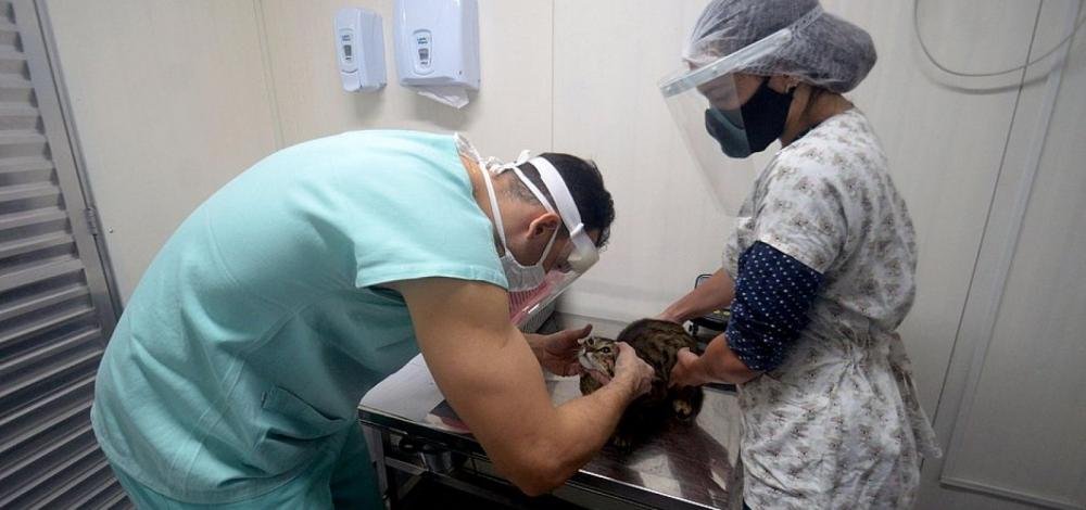 Hospital Público Veterinário de Salvador será entregue até o fim de 2022