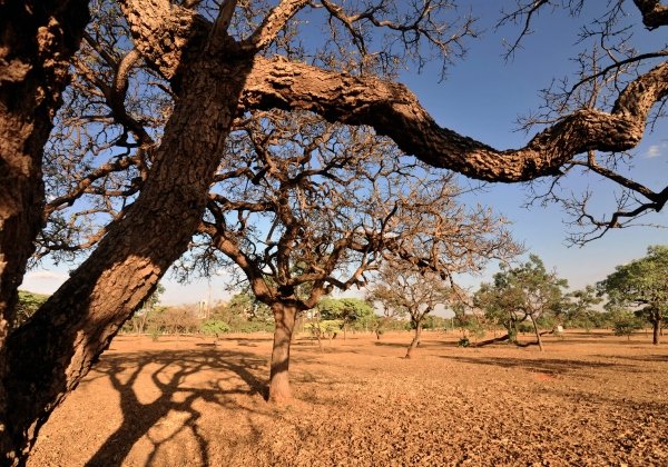 Governo reconhece situação de emergência climática em mais três cidades baianas