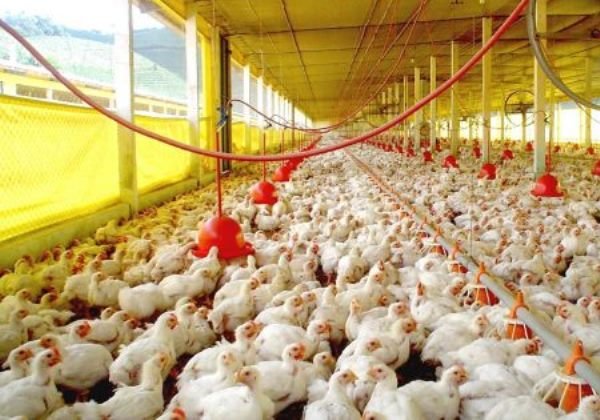 Inglaterra registra primeiro caso de contágio humano pela gripe aviária