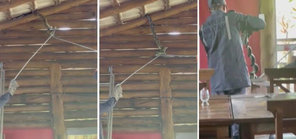 Cobra de 4 metros é encontrada na área interna de restaurante em Itabuna