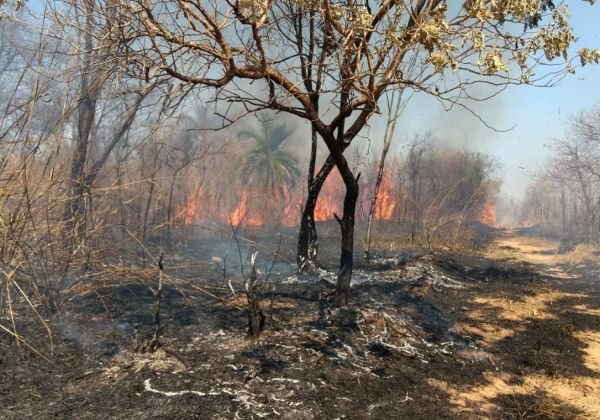 Três municípios receberão brigadistas para prevenir e combater incêndios florestais