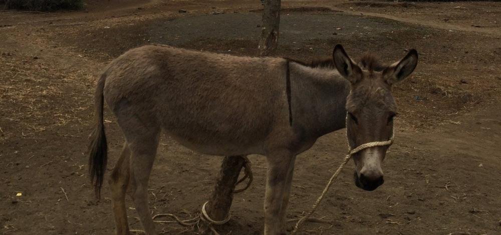 Mesmo com abate suspenso por Justiça Federal, Bahia segue exportando jumentos para China