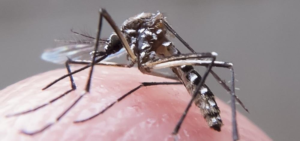 Itabuna chega a 1,2 mil casos confirmados de dengue; cidade enfrenta epidemia