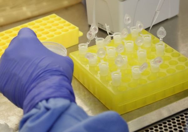 Sobe para 142 o número de casos de varíola dos macacos