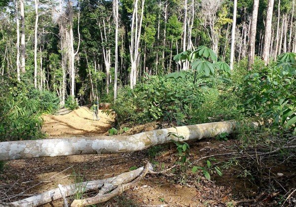 Bahia desmata área superior a 400 campos de futebol por dia, diz relatório