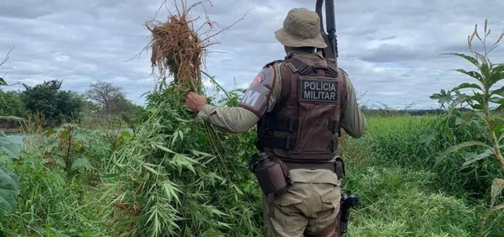 Polícia incinera mais de 22 mil pés de maconha no norte da Bahia