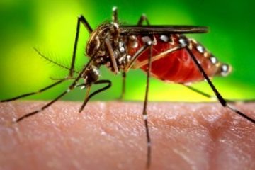 Casos suspeitos de dengue na Bahia crescem 460% nos cinco primeiros meses de 2019