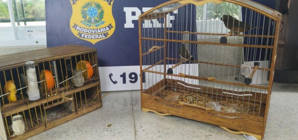 Pássaros silvestres são resgatados após flagra de transporte irregular em abordagem a ônibus