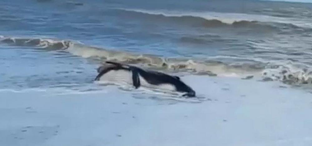 Filhote de baleia é encontrado morto em praia do sul da Bahia