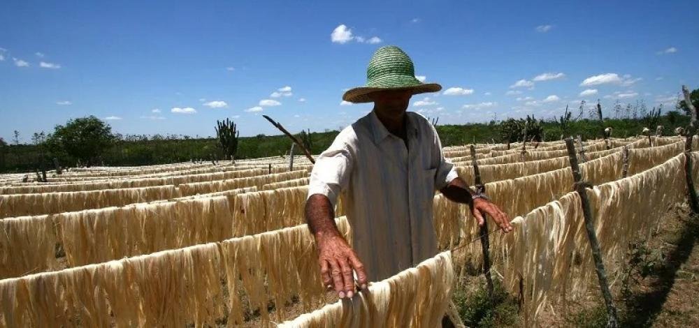 Empresa baiana é condenada a pagar R$ 1 milhão por uso de material produzido com trabalho escravo