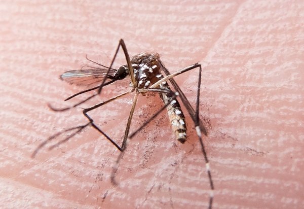Casos de doenças transmitidas pelo mosquito Aedes Aegypti avançam na Bahia