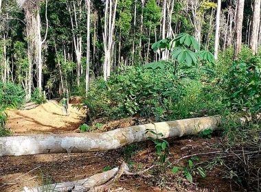 Bahia é o terceiro estado brasileiro com maior cobertura nativa de Mata Atlântica em 2021