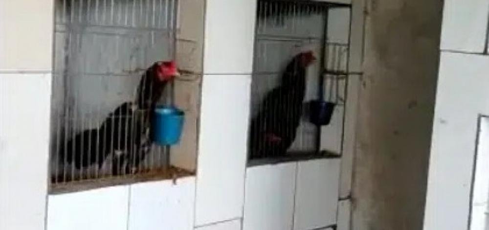 Camaçari é alvo de operação para combate a rinha de galo