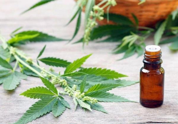 Bruno Reis sanciona, com 18 vetos, lei que obriga gestão a oferecer remédios à base de cannabis