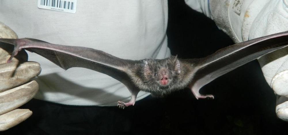 Sesab alerta para casos de raiva na Bahia, mas tranquiliza: 