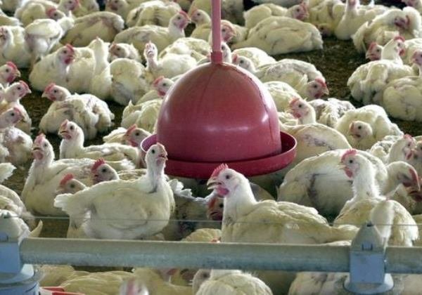 Gripe aviária leva Brasil a decretar emergência zoossanitária