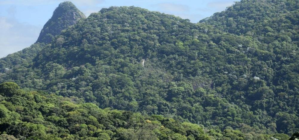 Brasil desmatou 5.128 campos de futebol por dia em 2022, aponta relatório