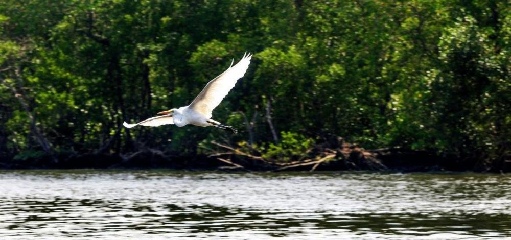 Segundo caso de gripe aviária na Bahia é confirmado pelo Ministério da Agricultura