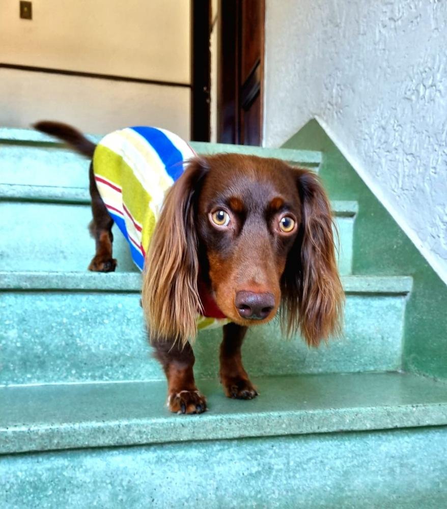 O inverno chegou e aí, como fazer para proteger seu pet?