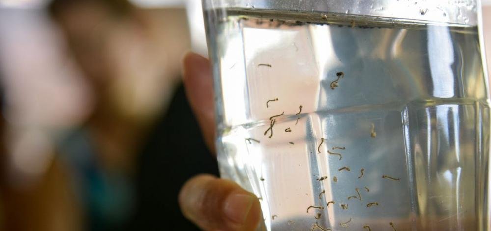 Sesab: Casos de dengue grave aumentam 168% na Bahia, mas mortes diminuem 