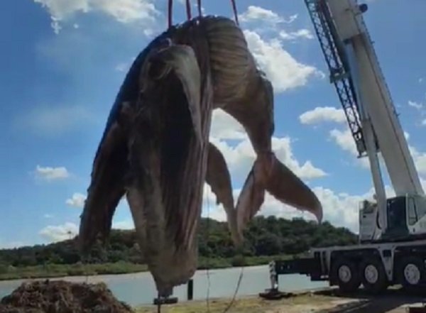 Em ação conjunta, carcaça da baleia que encalhou diversas vezes é retirada