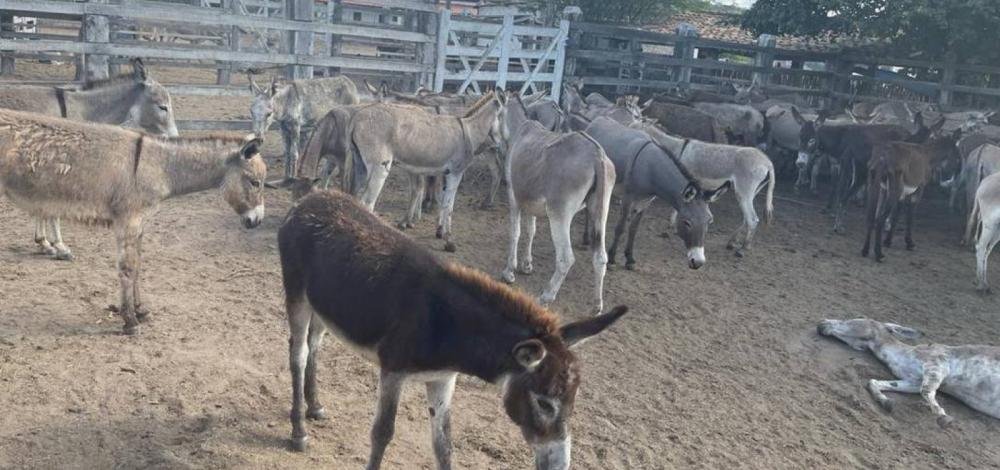 Abate de jumentos na Bahia pode aumentar para abastecimento de mercado de remédios na China