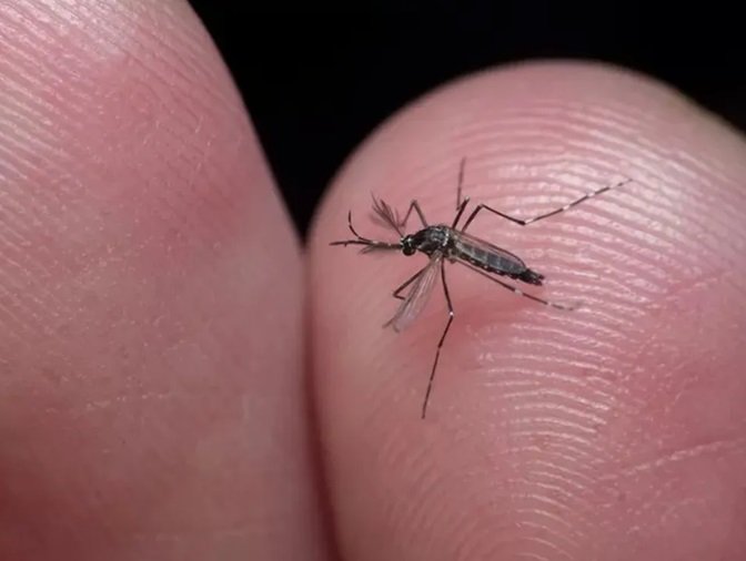 Butantan iniciará teste pré-clínico de vacina contra Zika em 2024