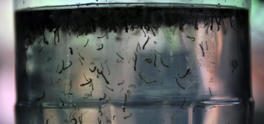 Brasil pode registrar número recorde de casos de dengue em 2024, alerta Ministério da Saúde