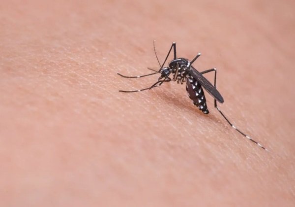 Cidade do Rio confirma a primeira morte por dengue neste ano