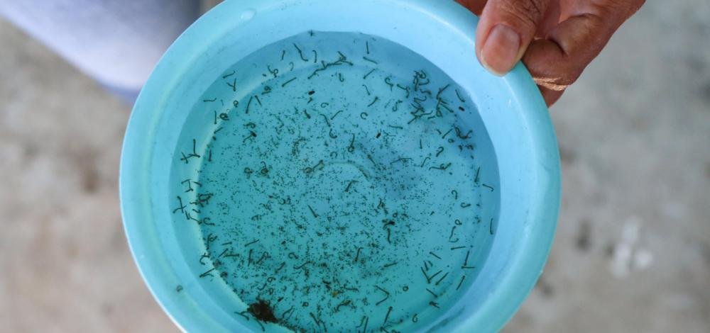 Em estado de emergência de saúde pública, DF registra 38 mortes por dengue desde o início do ano