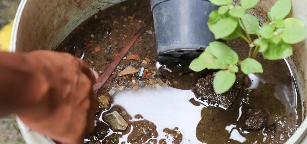 Bahia tem aumento de 100% em casos prováveis de dengue em relação a 2023