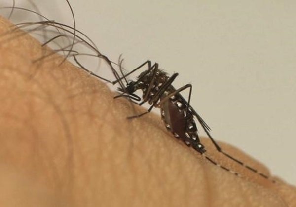 Estado registra oitava morte por dengue em 2024
