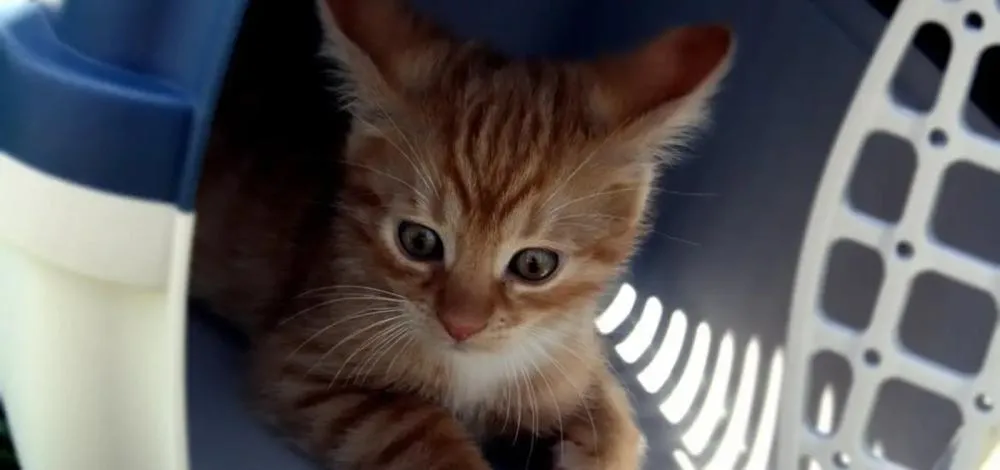 Médicos veterinários alertam sobre necessidade de regulamentação do transporte de animais