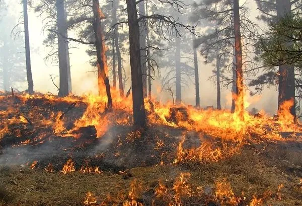 Mais de 90% das queimadas são provocadas pela ação humana, dizem especialistas