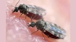 Bahia ultrapassa marca de mil casos de febre oropouche