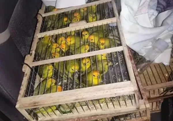 Polícia Civil resgata 400 pássaros amontoados em 19 gaiolas