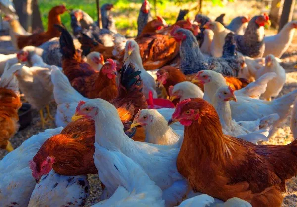 Brasil se declara livre da gripe aviária após cumprir exigências sanitárias internacionais