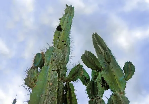 Com foco na resiliência climática, governo lança o Projeto Sertão Vivo no Semiárido