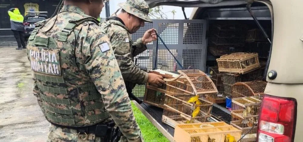 Operação resgata 150 aves de comércio ilegal e prende sete homens na Bahia