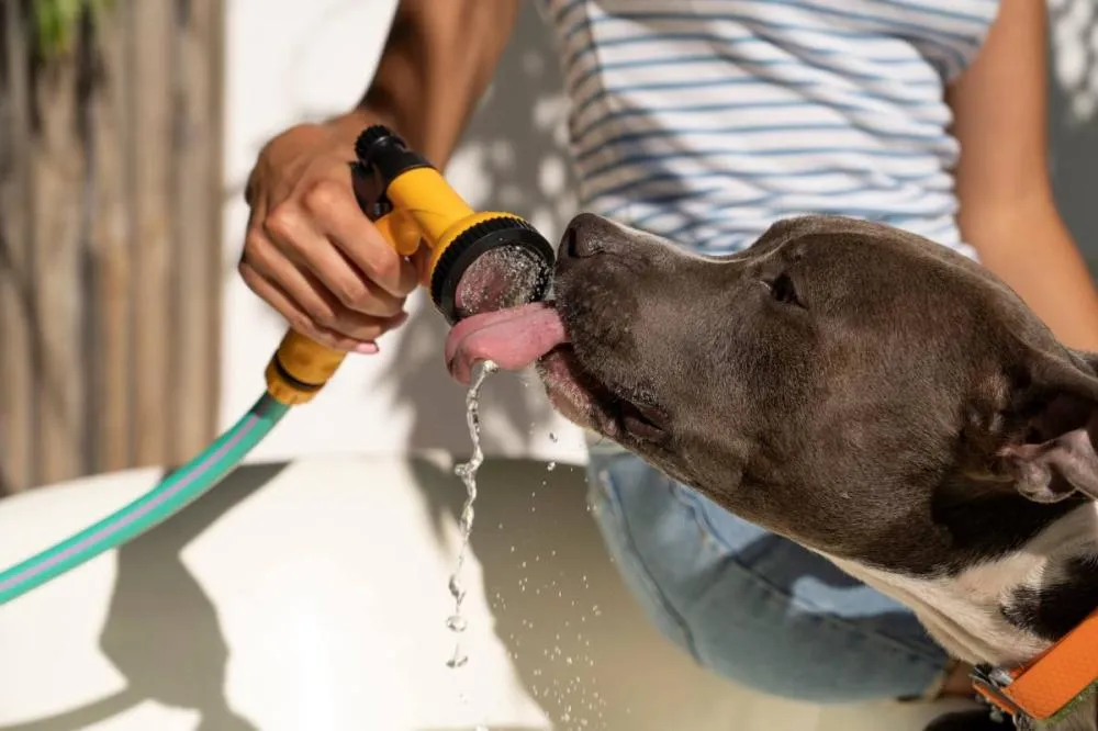 Cuidados essenciais com os pets durante o verão; confira