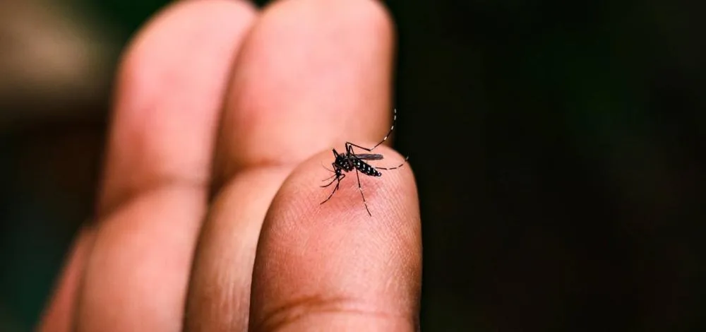 Bahia registra queda de 86% nos casos de dengue em 2025