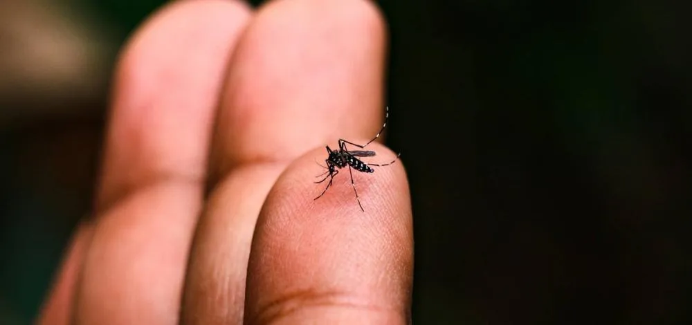 Bahia registra queda nos casos de dengue, mas seis cidades seguem em epidemia
