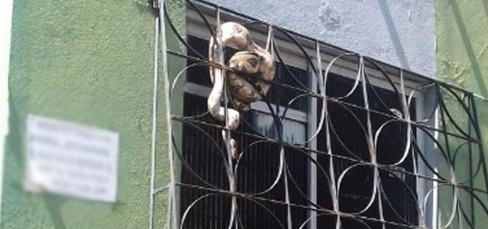 Salvador registra resgate de 162 serpentes em 2019