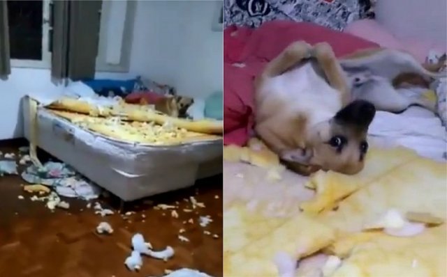 Cachorro destrói quarto da dona, deixa ela uma fera e viraliza; assista