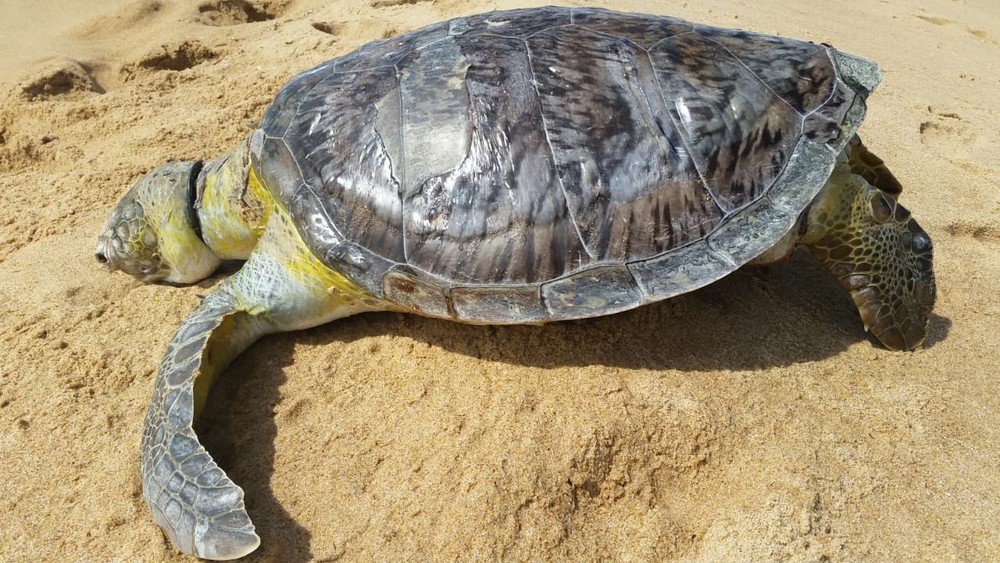 Três tartarugas marinhas são encontradas mortas em praias do sul da Bahia