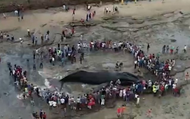 Dois dias após morte, baleia continua em praia de Salvador; população aproveita para pegar carne do animal