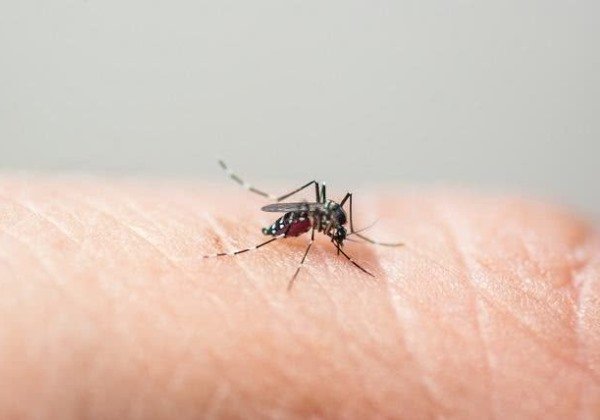 Bahia registra aumento de 667% em número de casos de dengue