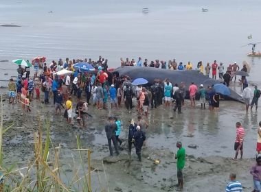 Moradores comem carne de baleia que encalhou em Coutos; veja vídeo
