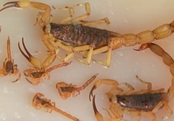 Cidade registra mais de 30 casos de picadas de escorpiões